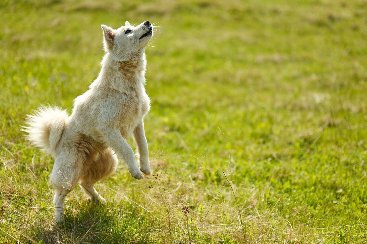 Urlaub mit Hund in Cuxhaven: Erholung, Natur und tierische Freiheit an der Nordsee